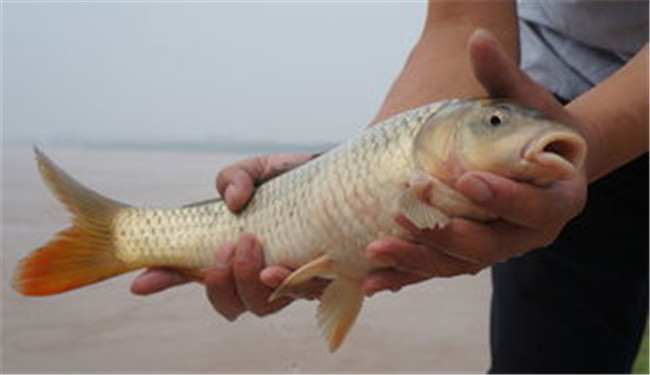 黃河鯉魚4.jpg